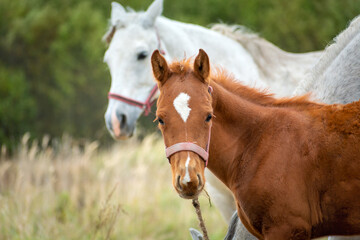 A brown colt and a white adult horse