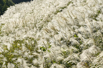 ススキ　Miscanthus sinensis. Japanese pampas grass in autumn. 