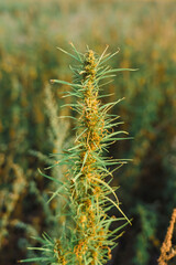 Wild-growing cannabis in an uncultivated field, marijuana without the content of narcotic substances