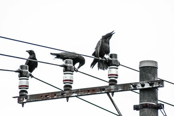 birds ravens on electric pole black and white