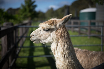 Alpacas