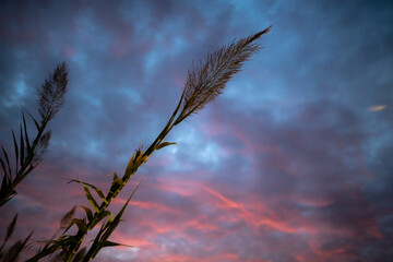 Silhueta de planta com céu colorido