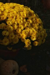 flowers in a pan