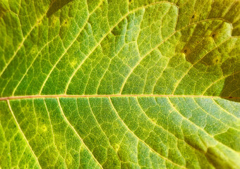 Fototapeta premium Pattern of autumn yellow green leaf