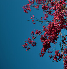 Ripe viburnum berries. Against the background of the blue autumn sky