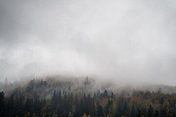 fog in the forest Carpathian mountains