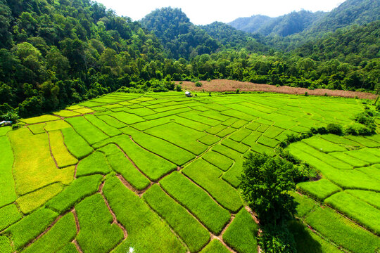 Rice Field In Kerala Wallpaper