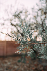 snow on pine needles