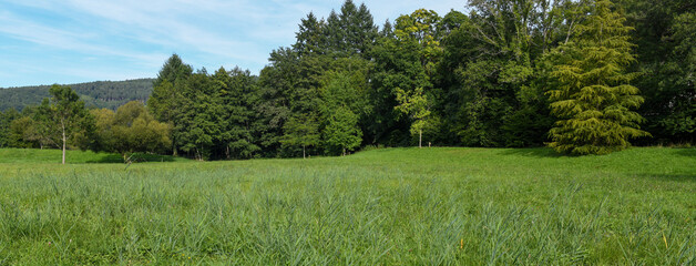 landscape with trees