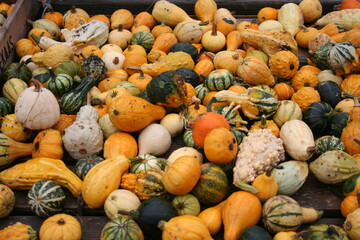 pumpkins on the dutch market