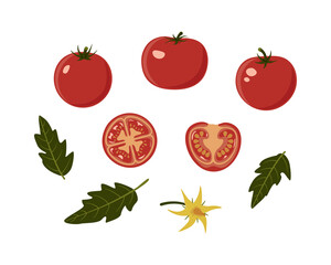 Set of ripe shiny tomatoes, slices, leaves and a flower. Color illustration, flat style. White isolated background.