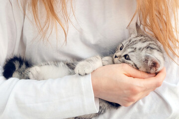 The girl is holding a kitten in her arms. Kitten in the arms of a girl. The girl hugs a little...