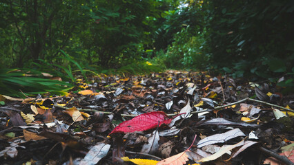 A single isolated red leaf on a path filled with autumn fall leaves surrounded by lush vegetation