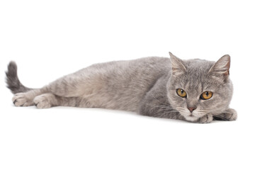 Beautiful cute cat laying down and resting on white background