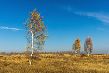 Obraz na płótnie Canvas Three birch trees in an empty field, rural autumn landscape