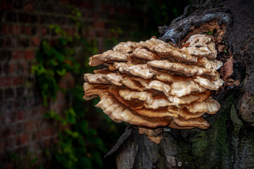 Bracket fungus Chicken of the Woods (Laetiporus sulphureus) on a tree next to a brick wall