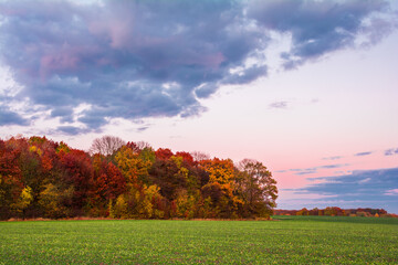Forest in autumn colors on the edge of a green field of young sprouts of winter wheat and the sky with clouds in the colors of the sunset
