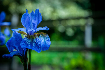Closeup of a blue iris against a blurred green background with negative copy space
