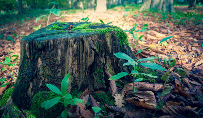 Old tree stump in a forest clearing covered in moss and surrounded by small plants