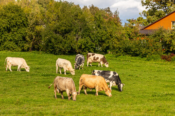 Seven cows eating grass at field near orange house. Sun is shining at cattle cow Farm in Latvia, Europe. Cow livestock eating grass in grassland at front of home. Dairy cows eating grass