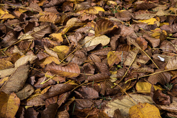 feuilles automne noyer