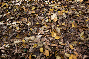 feuilles mortes automne