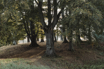 Fototapeta premium Eerie misty forest in Autumn