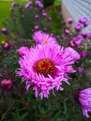 Obraz premium close up of a flower