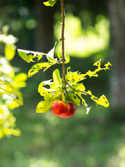 Closeup Acerola cherry, Barbados cherry or West indian cherry