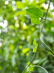 Closeup of gourd in green nature background and sunlight