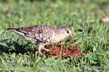 Scaled Dove (Columbina squammata) isolated on the ground, feeding in an anthill
