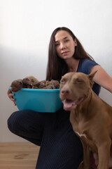 Beautiful young girl, dog breeder, American Pit Bull Terrier breed.