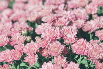 Chrysanthemum flowers close up as a beautiful nature background. Fall theme concept backdrop. Selective focus