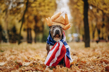 The dog sits in the park wearing a turkey hat for Thanksgiving. US flag on the neck of the American...