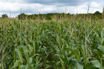 Mature maize field and plants.