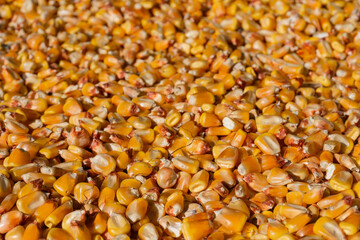 Raw and ripe corn kernels close up and texture.