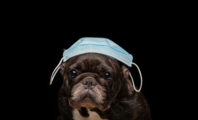 image of dog dark background 