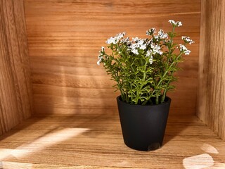 Close up view of a flower plant in a black pot on a wooden shelf.