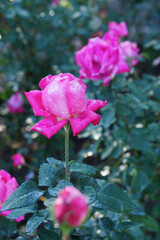 雨上がりに咲くピンクのバラ