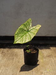 The heart shaped leaf of white caladium 