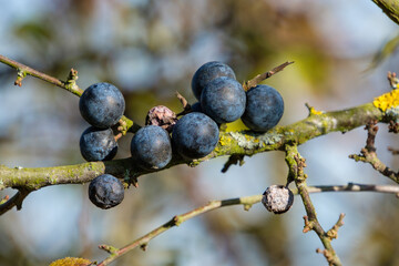 Reife Schlehen / Blaue Früchte des Schlehdorn (lat.: Prunus spinosa) in einer Schlehenhecke an...
