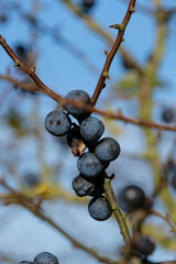 Hochformat: Blaue reife Schlehen / Früchte des Schlehdorn (lat.: Prunus spinosa) in einer...