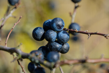 Saftige blaue Schlehen / die reifen Früchte des Schlehdorn (lat.: Prunus spinosa) in einer...
