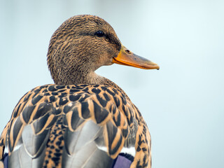 Mallard female is looking at camera. Duck portrait. Close-up. Blurred background