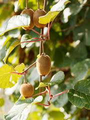 Actinidia deliciosa - Wall covered with alternate and oval dark-green leaves on background with...