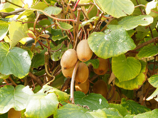 Actinidia deliciosa - Kiwifruit or Chinese gooseberry. Hanging oblong fruits between alternate and oval dark-green leaves downy-white with prominent, light-colored veins 