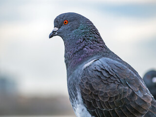 Dove is looking at camera. Bird portrait. Close-up. Blurred background