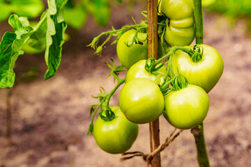 Green tomatoes growing in garden