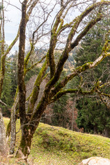 Moosbewachsener Baum mit vielen Stämmen