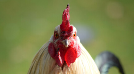 close up of a rooster's head straight from the front